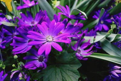 Close-up of purple flowers