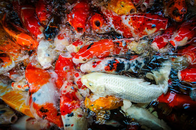 High angle view of koi carps swimming in pond