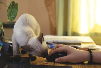 Midsection of cat on table at home