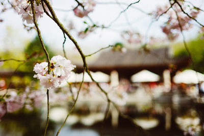 Close-up of white cherry blossoms in spring