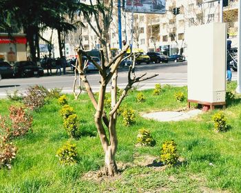 Plants growing on tree