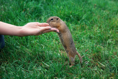 Full length of hand holding lizard on land