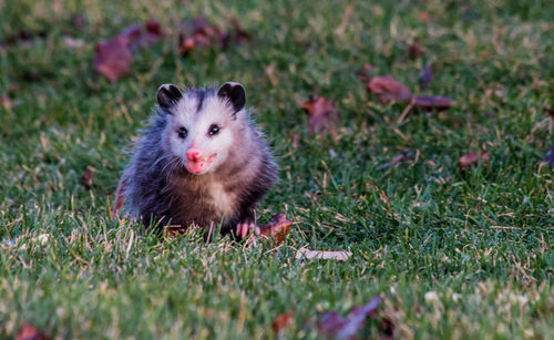 Portrait of an animal on field