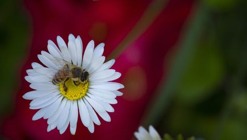 Close-up of bee pollinating on flower