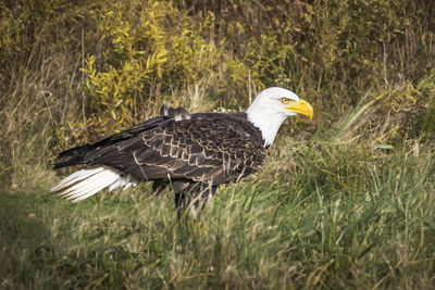 Bald eagle perched in a grassy meadow