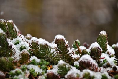Succulents in the snow