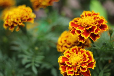 Close-up of orange marigold flower