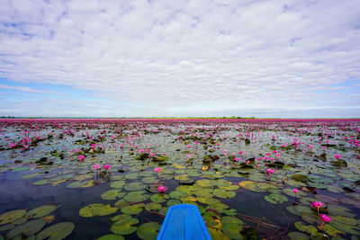 Pink lotus water lilies in lake against cloudy sky