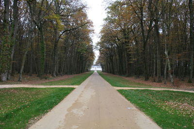 Road passing through forest