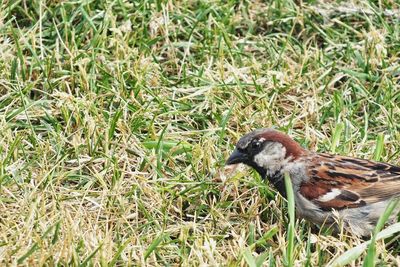 Side view of a bird on field