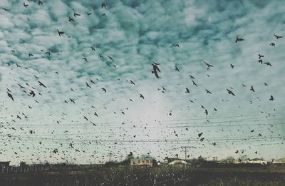 Flock of birds flying against sky