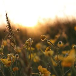 Close-up of crops growing on field against sky