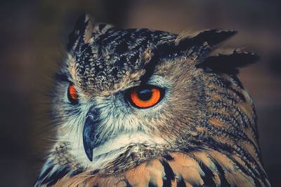 Close-up of a bird