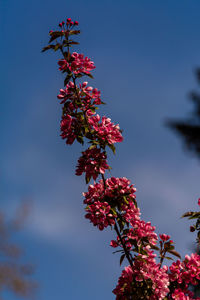 Low angle view of pink flowering plant against sky