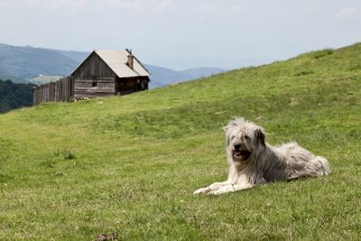 View of a shepard dog on field