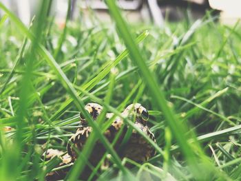 Small bird on grass