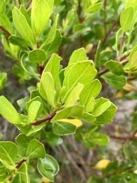 Close-up of green plant