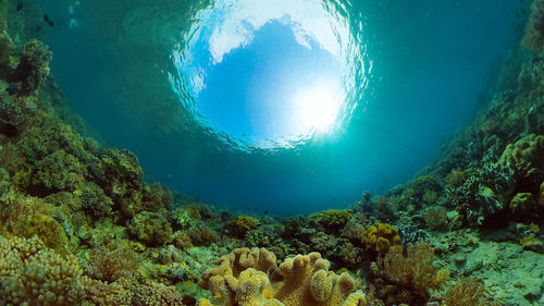 sea