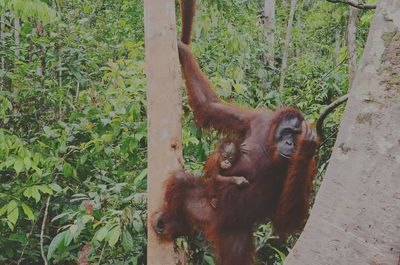 Close-up of orangutan with infant on tree