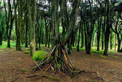 Trees growing on field in forest