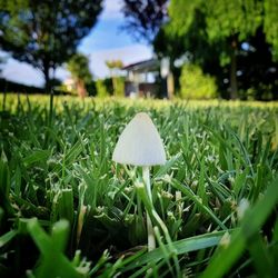 Close-up of mushroom growing on field