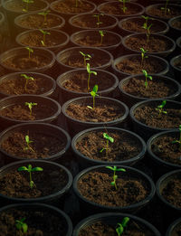 Potted plants