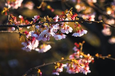 Close-up of fresh flowers on branch