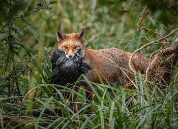 Portrait of a fox in forest eating crow