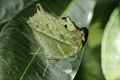 Close-up of water drops on leaf