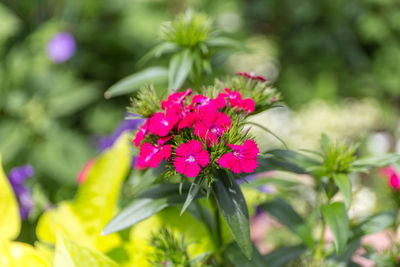 Close-up of pink flowers blooming outdoors