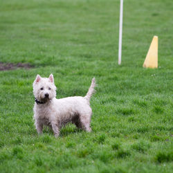 Dog running on grass