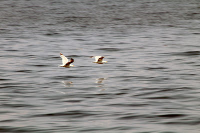 Ducks swimming in lake