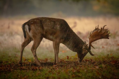 Side view of horse grazing on field