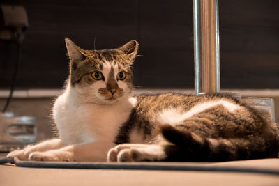 Close-up portrait of cat