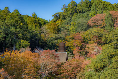 Trees and plants in temple during autumn