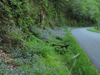 Road along trees