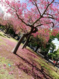 Pink cherry blossoms in park