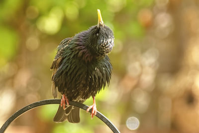 Close-up of bird perching on branch looking up