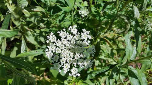 Close-up of flowers blooming outdoors