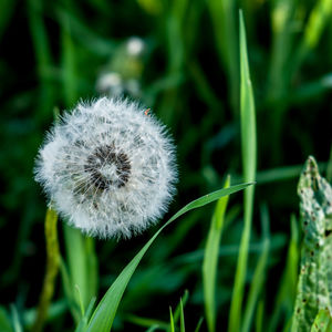 Close-up of dandelion on field