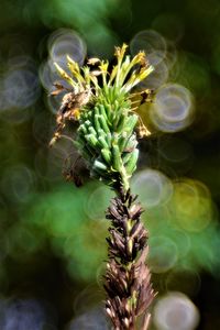 Close-up of flowering plant