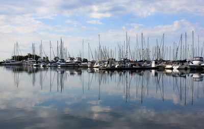 Sailboats in marina