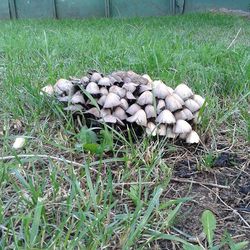 Plant growing on grassy field