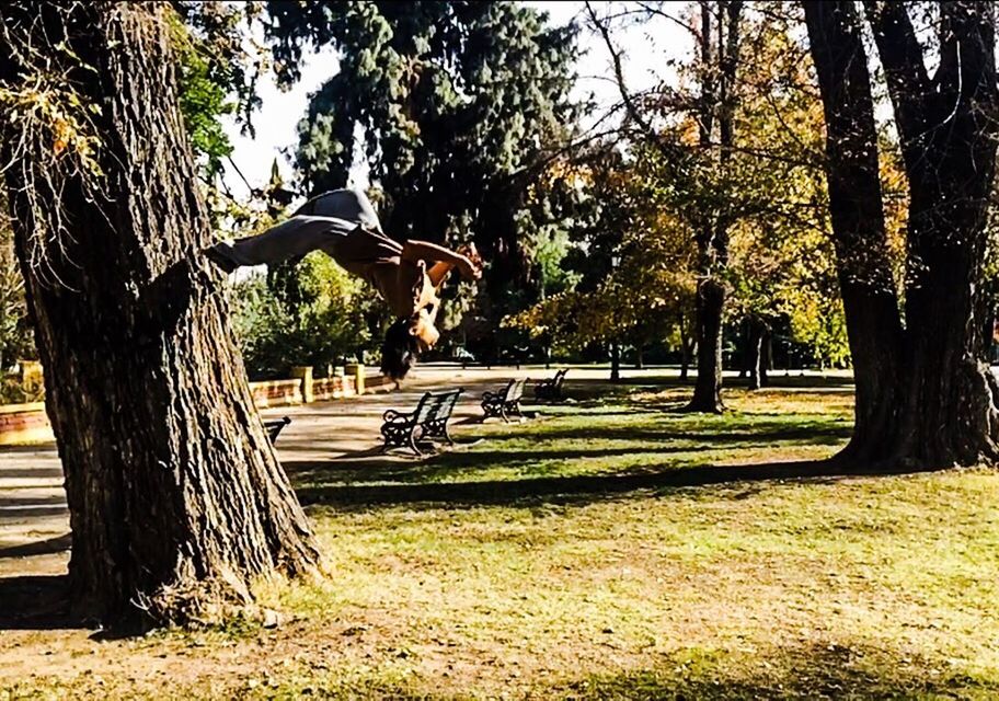 TREES ON PARK