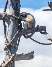 Low angle view of owl perching on branch