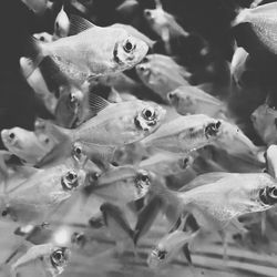 Close-up of fishes swimming in sea