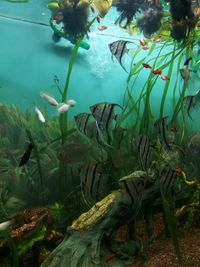 Fish swimming in aquarium