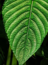 Close-up of leaves