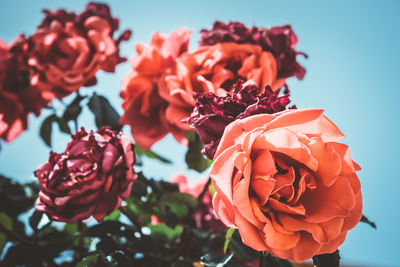 Close-up of red rose against blue sky