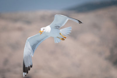 Seagull flying in a bird